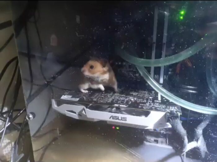 So Yesterday My Hamster Escaped From His Cage And Somehow Ended Up Inside My Computer. My PC No Longer Works