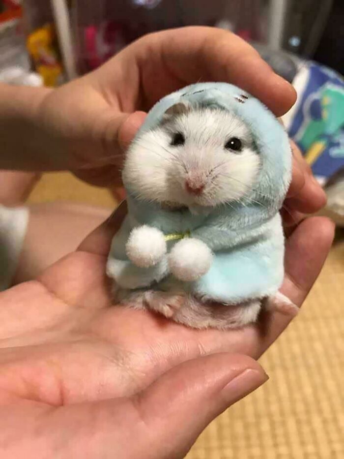 Hamster With A Hoodie