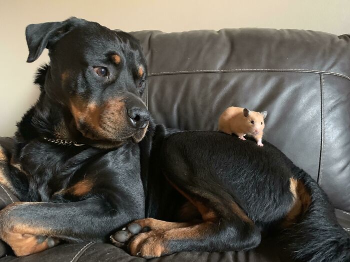 My Big Dangerous Rottweiler With My Baby Hamster