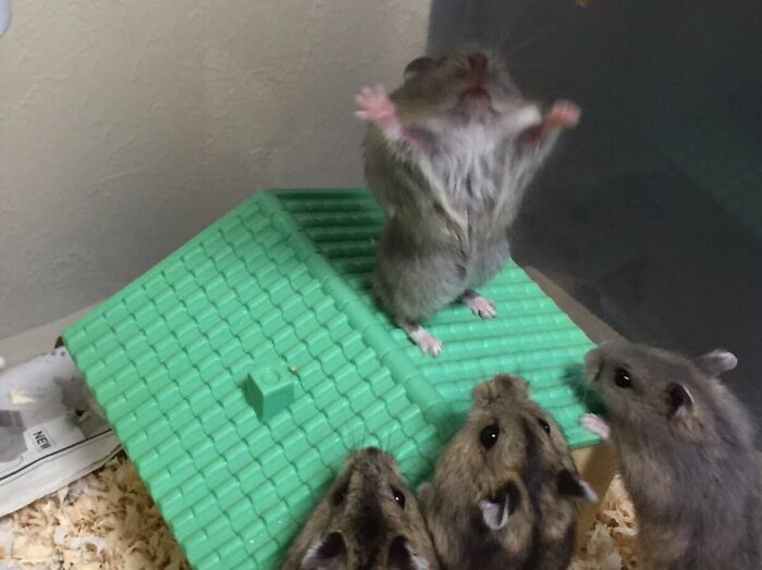 Dark hamster reaching and others watching
