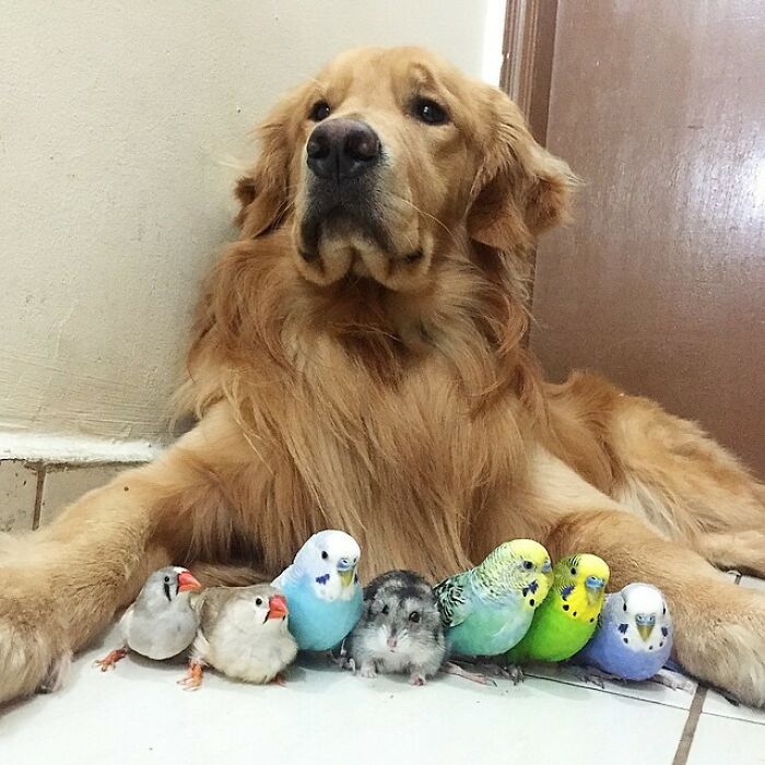A Dog, 8 Birds And Cute Hamster Best Friends Ever