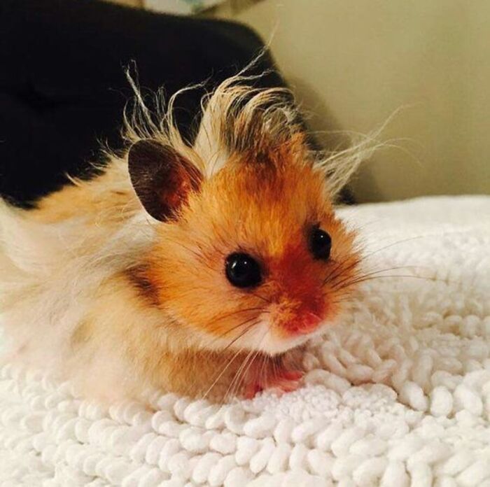 Brown hamster with punk hair