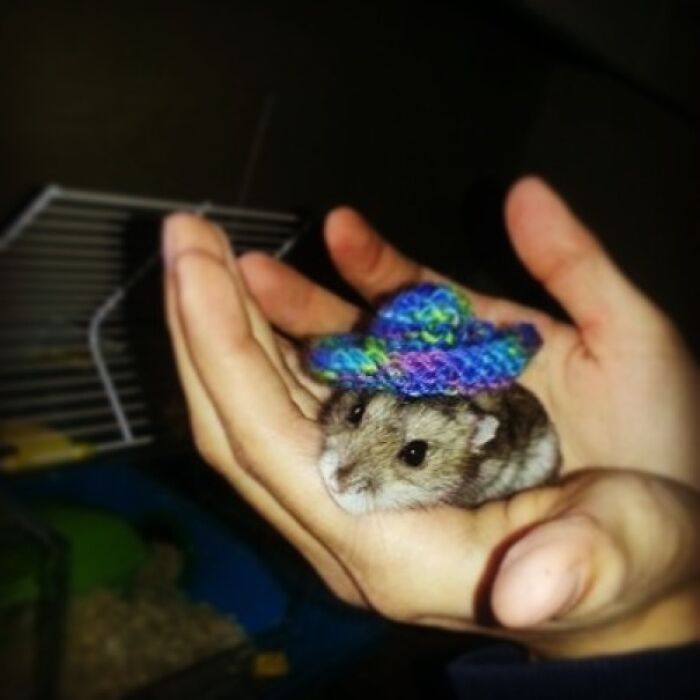 Person holding dark hamster with sombrero