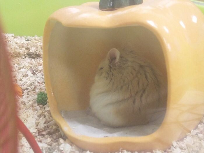 My Temmie Is An Absolute Unit Of A Hamster! She Looks Like A Little Ball