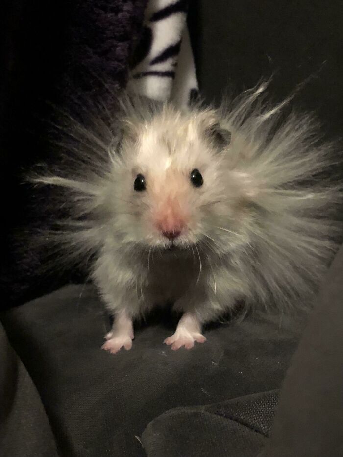 White hamster with curled hair