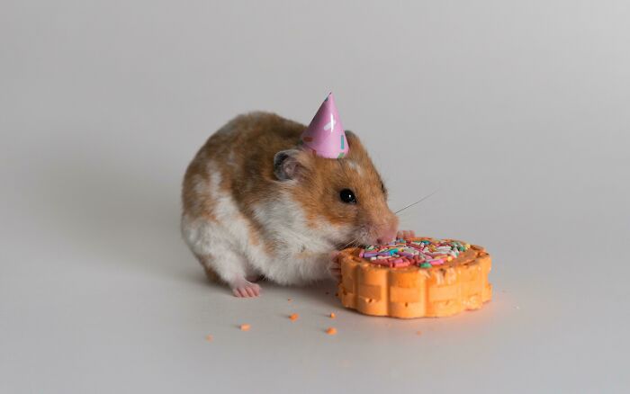 When Your Daughter Wants You To Take Birthday Portraits Of Her Hamster, You Take Birthday Portraits Of Her Hamster