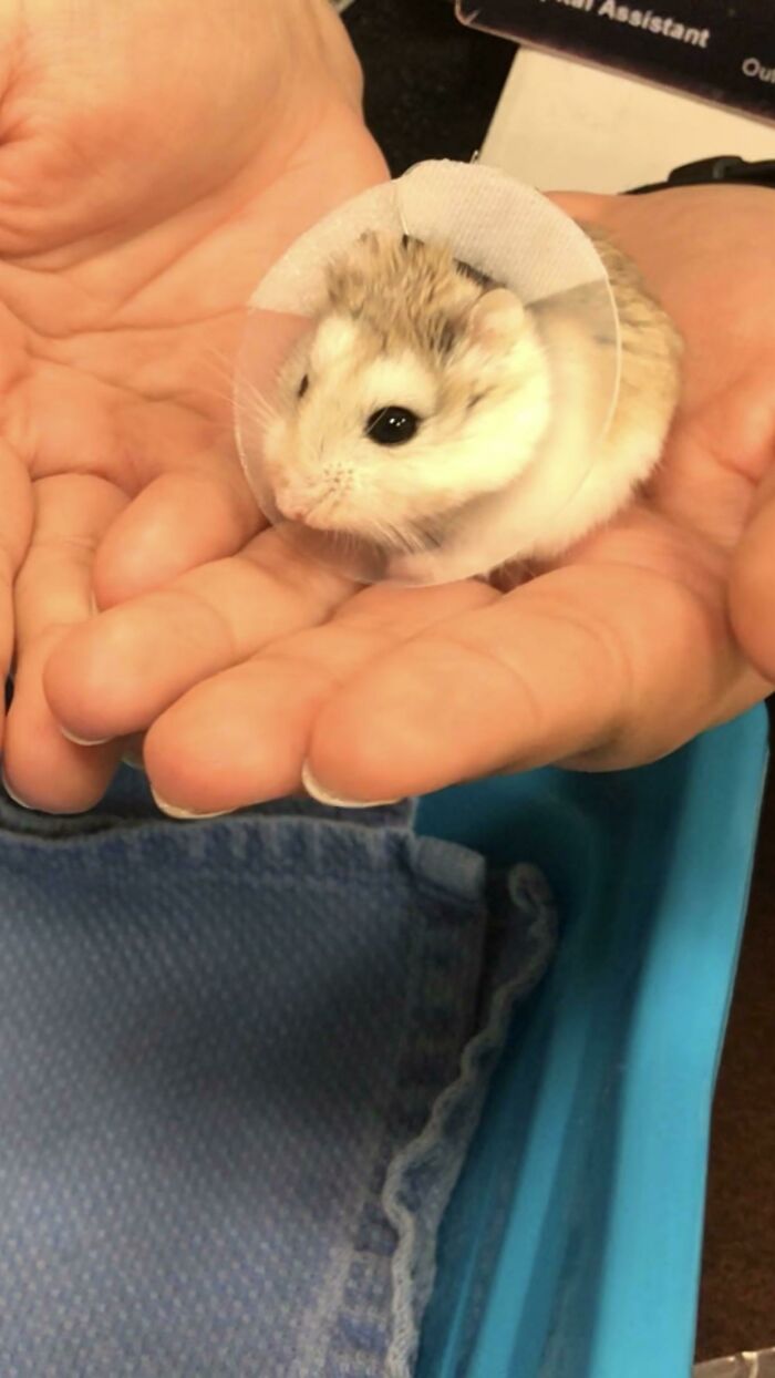 My Dwarf Hamster At The Vet Today