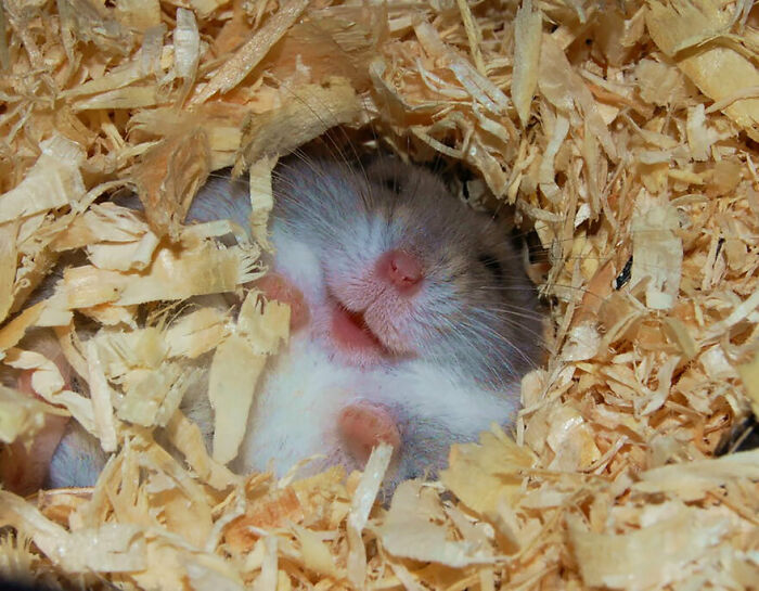 Sleeping Hamster