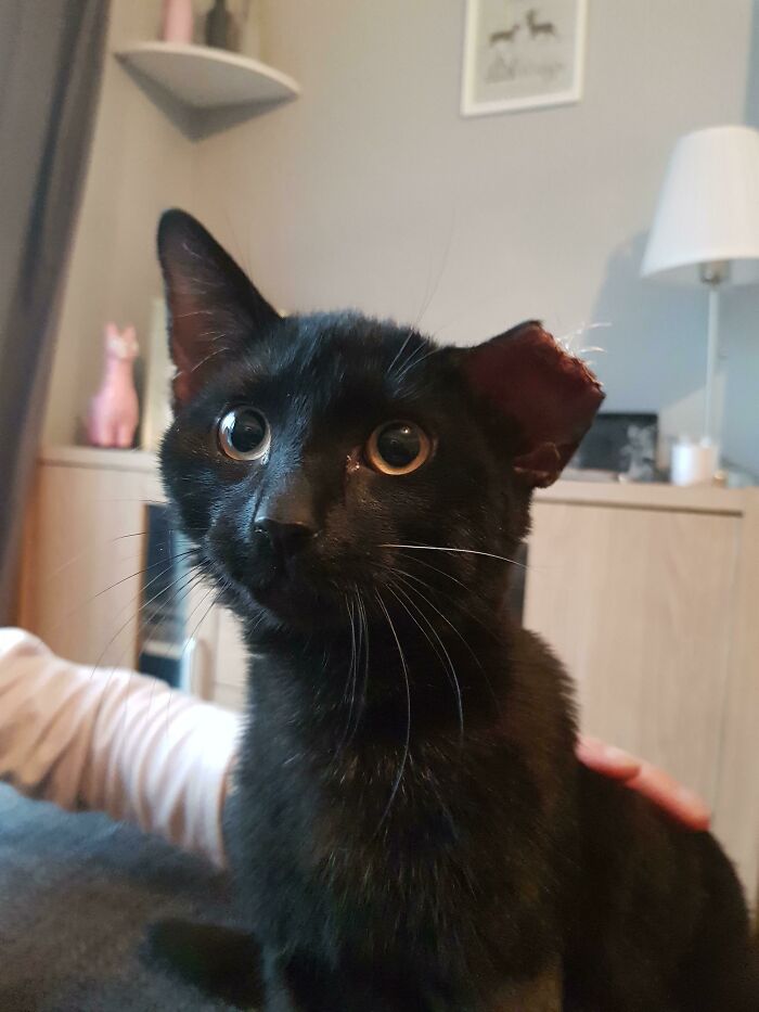 Meet Hiccup, We've Given Him A Home For Christmas
