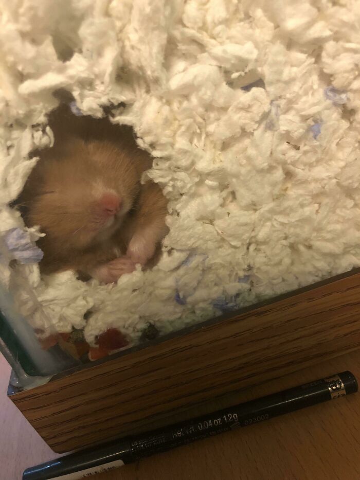 Brown hamster sleeping in his little den