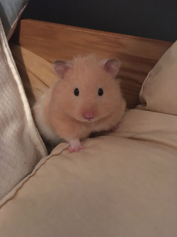 My Friend's Hamster Named Tolkien