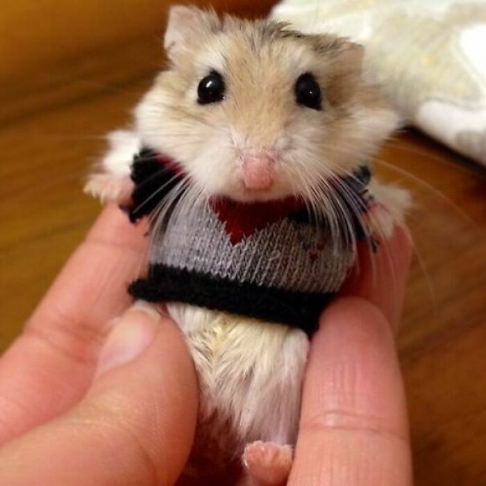 Cute Hamster In A Sweater