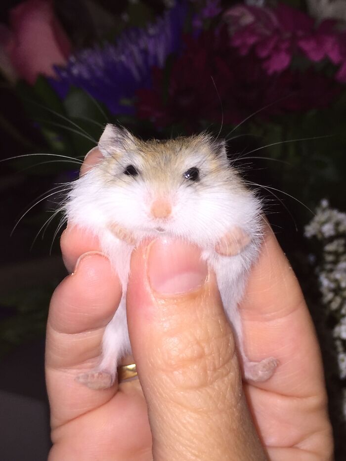 My New Hamster, Mark Fluffalo