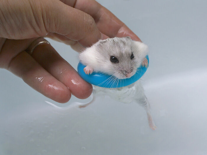 Hamster Got A Pool Ring