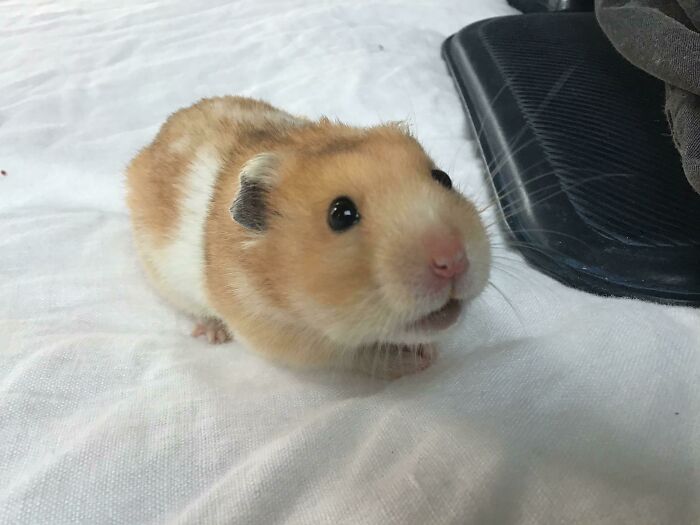 This Is My Hamster I Hope You Like Him