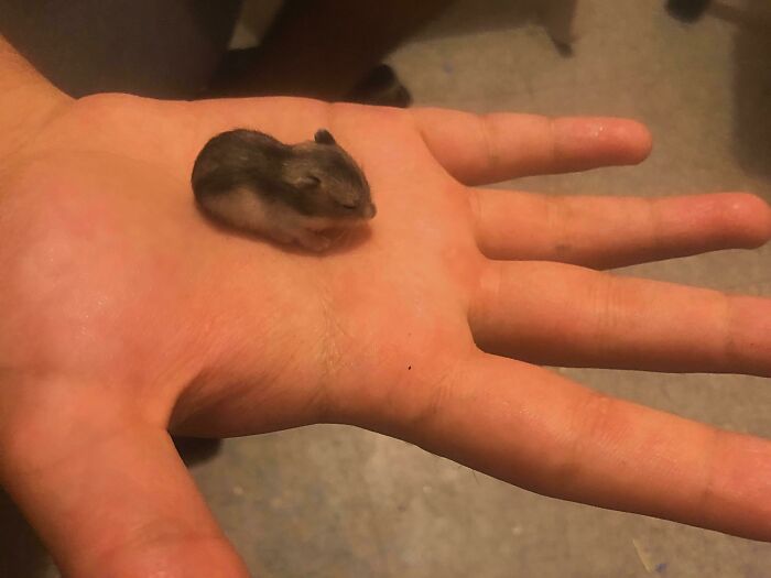 Meet The Tiniest Hamster In Your Life