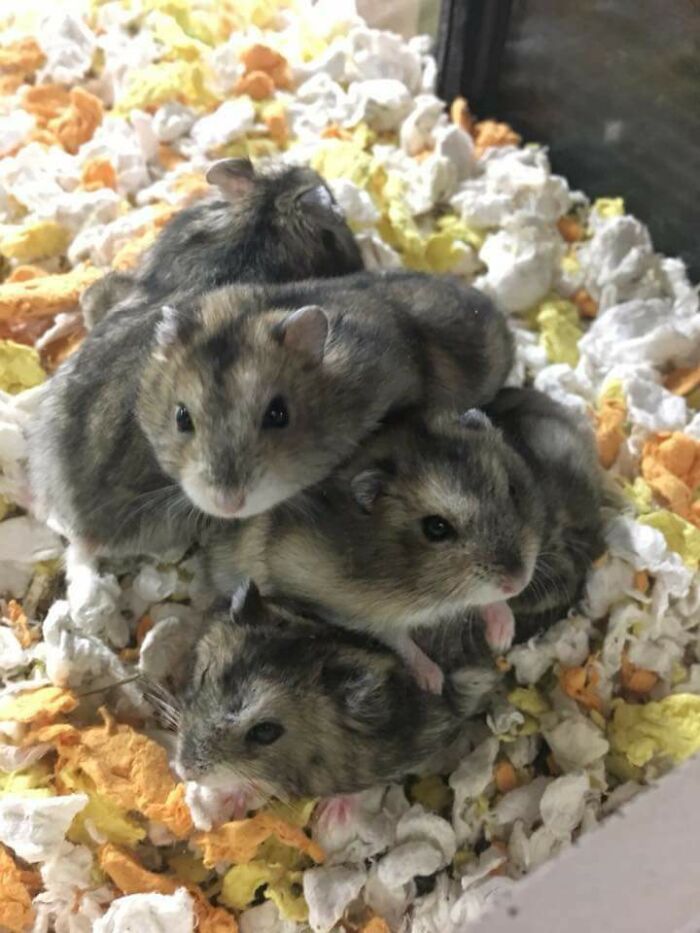 How Hamsters Sleep Under Their Plastic Igloo