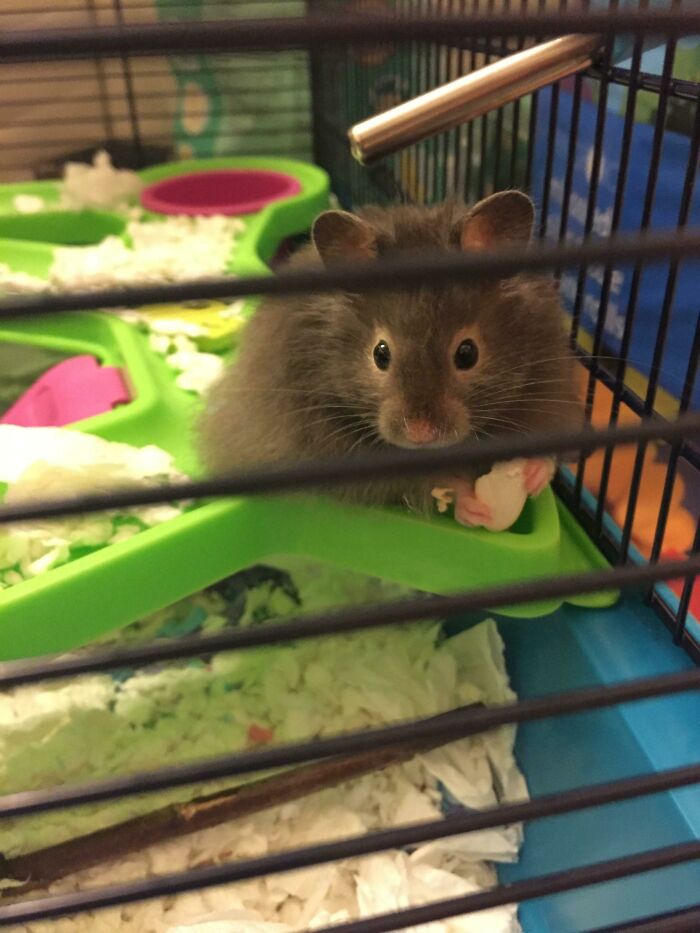 Got My First Hamster, Gordon Hamsay, Last Week. He’s An Adorable Fluffball