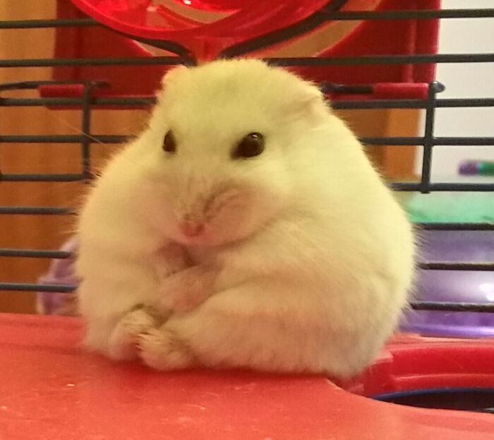 My Hamster Is Plotting Something