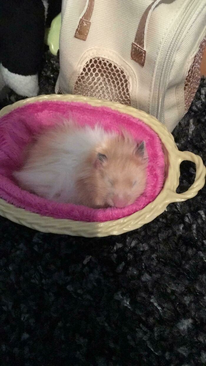 My Daughter’s Hamster Fell Asleep In Her Doll’s Cat Bed