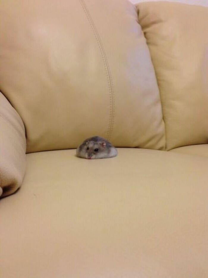 Someone Spilled Their Hamster On The Couch