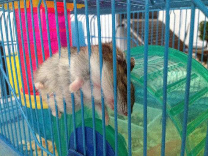 Hamster sleeping near cage