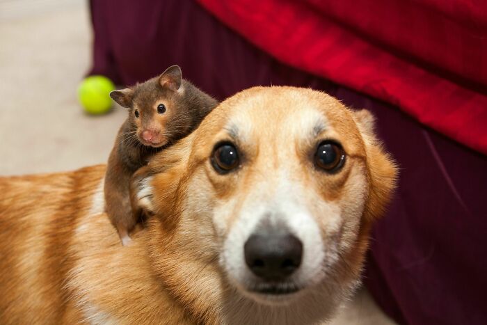 Every Now And Then My Hamster Rides My Corgi. He Doesn't Know What To Do