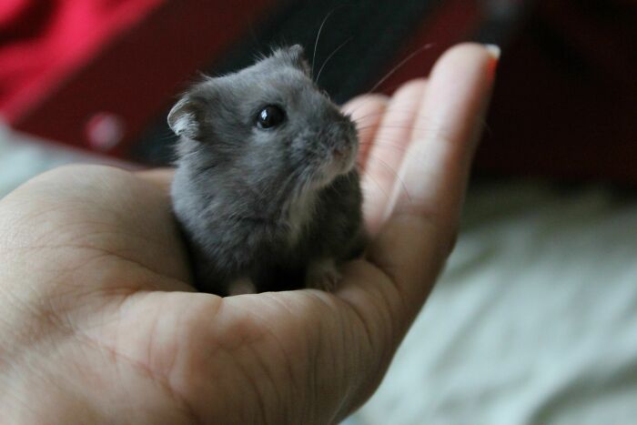 My Blueberry Dwarf Hamster Looks So Noble