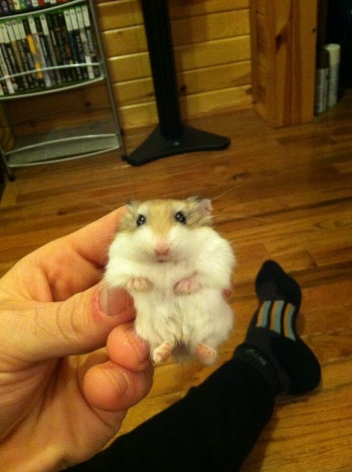 My Friend Got A New Hamster