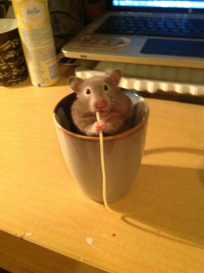 A Cup O' Hamster With A Dash Of Noodle