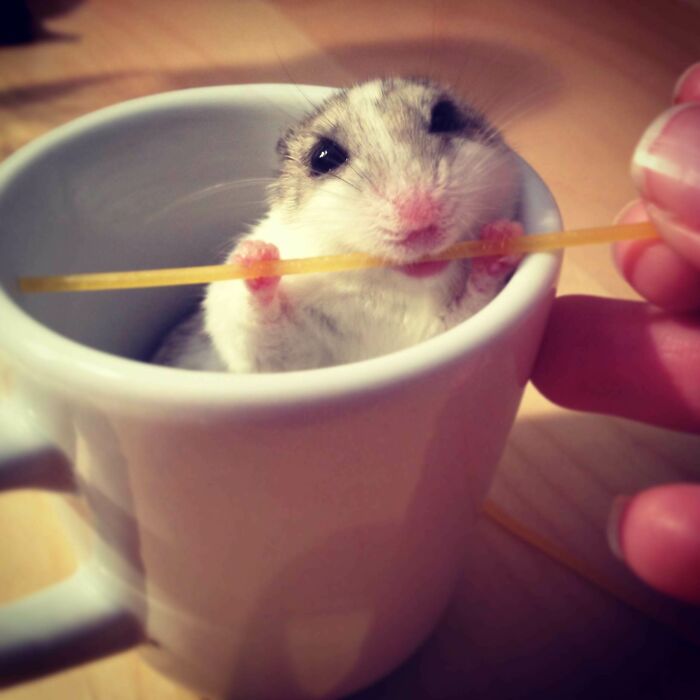 My Hamster Tofu Loves To Gnaw On Spaghetti