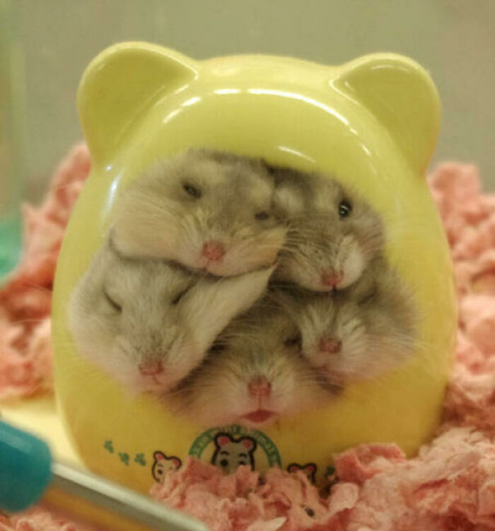 It's A Little Family Of Hamsters