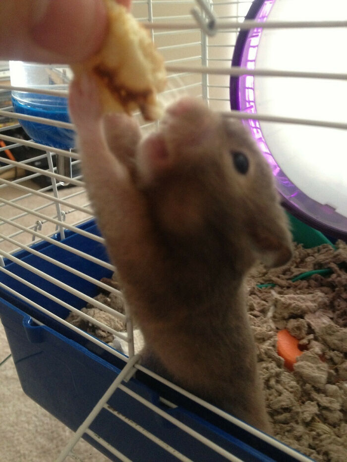 Don't Tell My Roommate, But I Gave His Hamster A Little But Of My Pancake