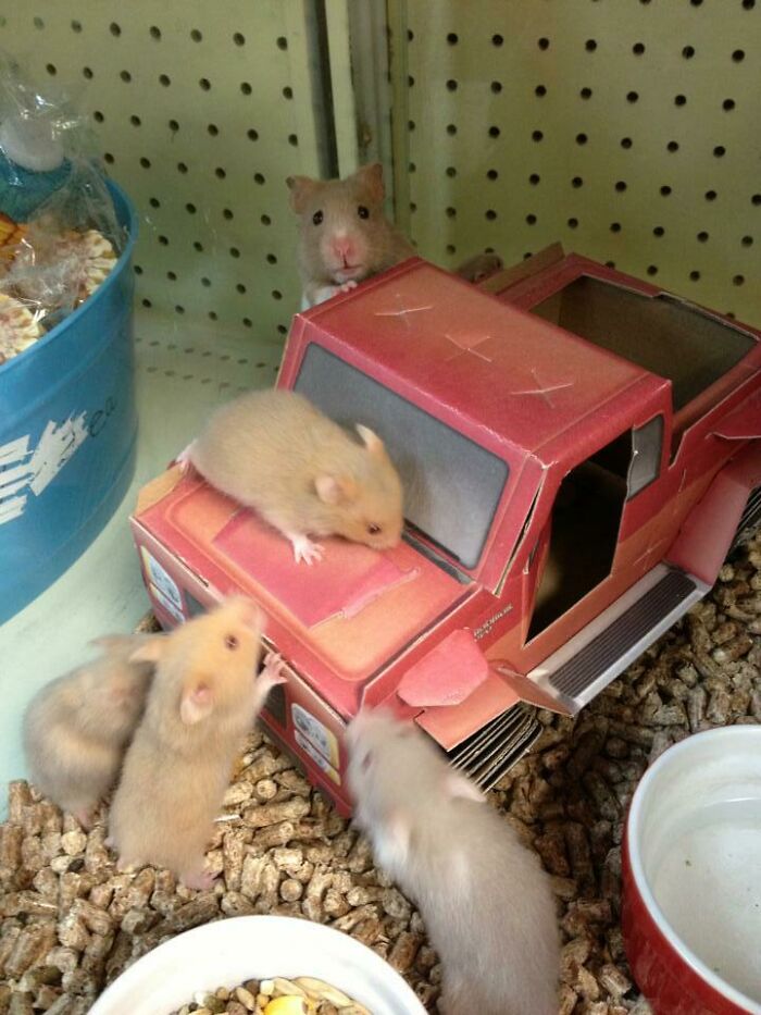 I Work At A Pet Store, And We Gave The Baby Hamsters A Truck