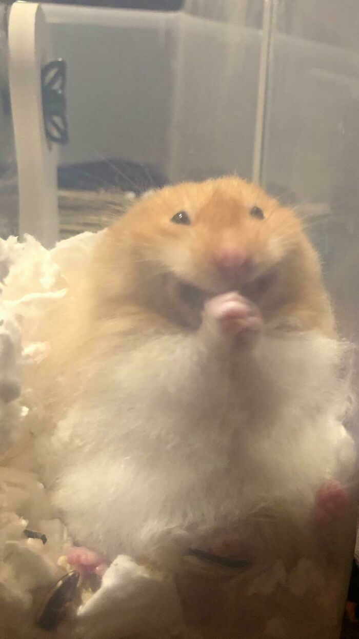 My Friend's Hamster Looks Like He's Plotting To Take Over The World