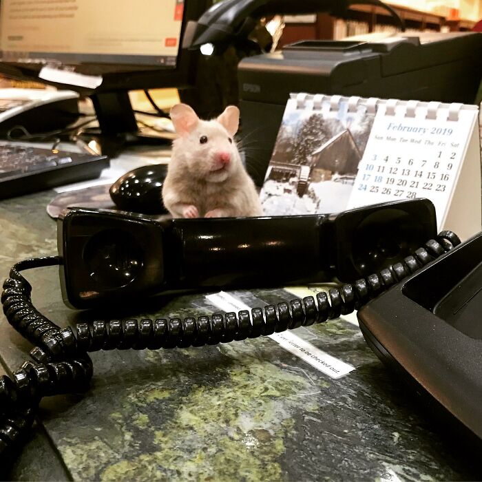 Pancake, Our Library’s Hamster, Working Hard