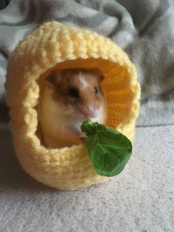 My Hamster Pablo In His Little House