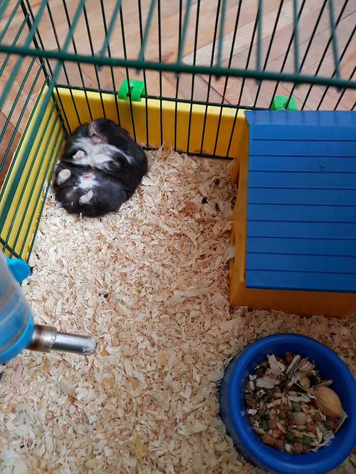 Found My Hamster Taking A Nap After Eating Too Much