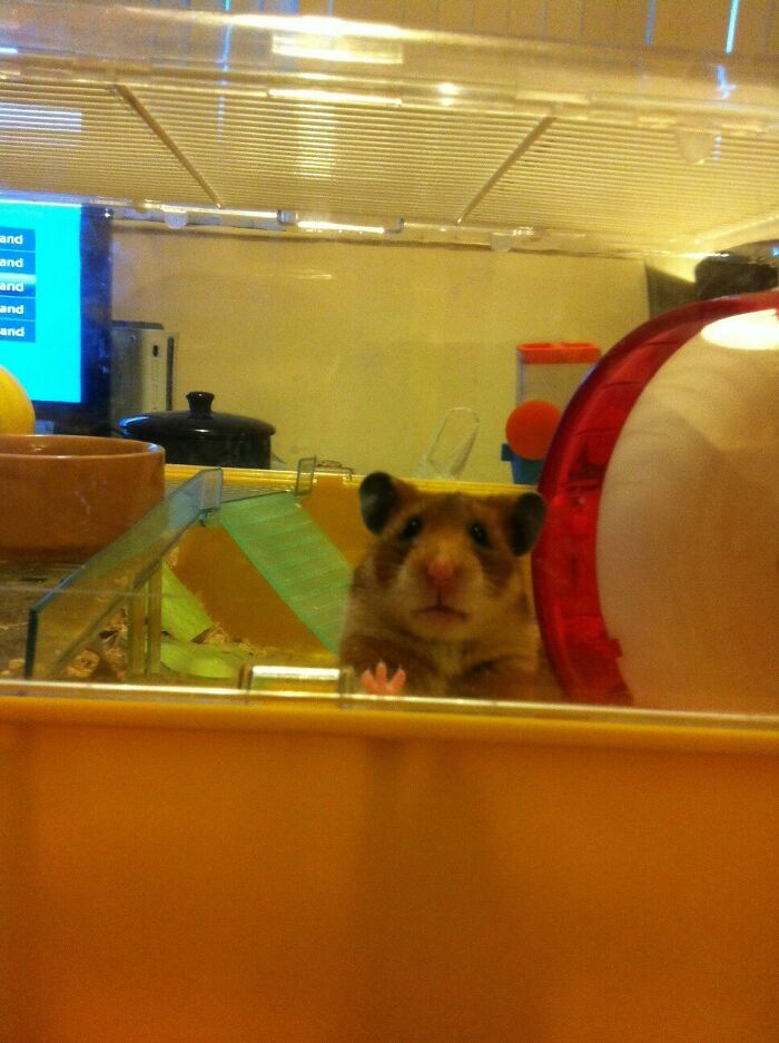 Meet Basil The Hamster