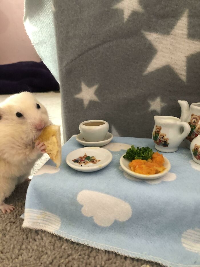 Made My Hamster A Little Tea Party And Toast Today