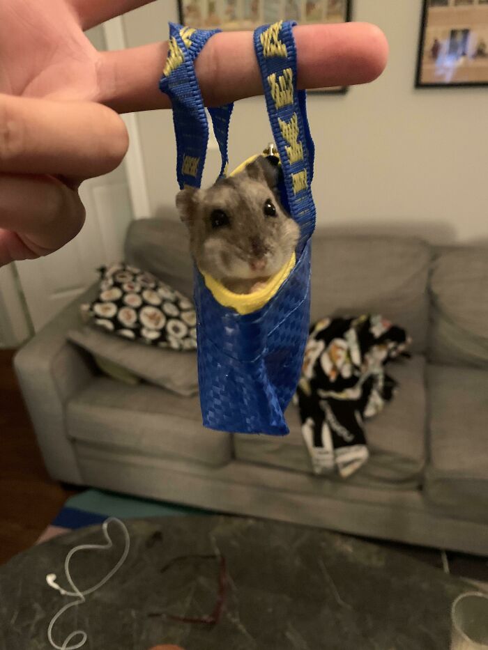 Dark hamster in small IKEA bag