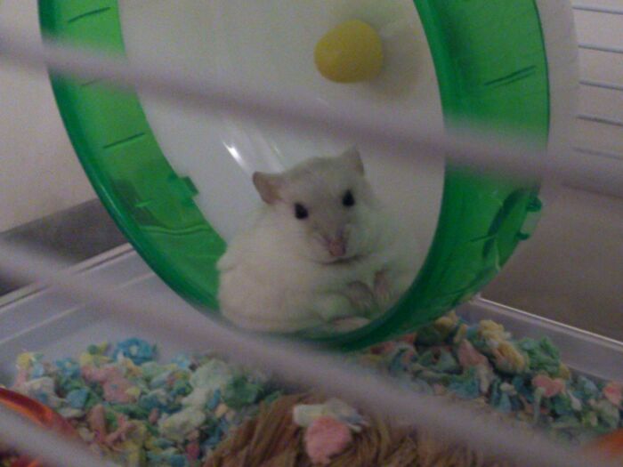 This Is What My Hamster Does When She's Mad At Me For Cleaning Her Cage And Throwing Out Her Food Stash