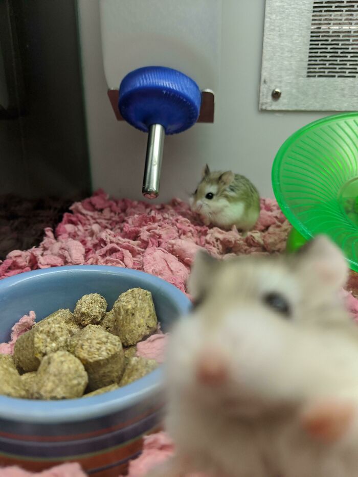 This Baby Hamster At Petco Really Wanted To Be In The Picture