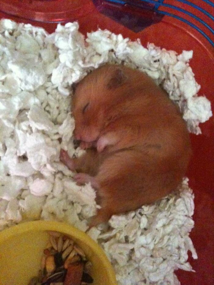 Meet My Hamster Scarlett Johamster
