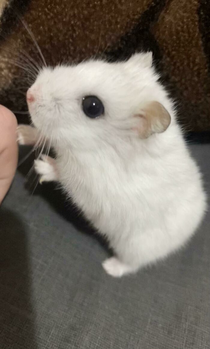 My Dwarf Hamster Is Resting Her Lil Paw On My Finger