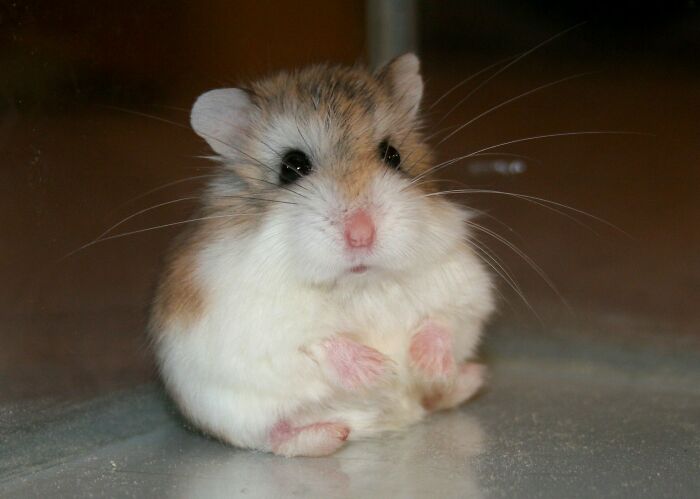 Meet This Little Confused Fluffball, My Roborovski Hamster