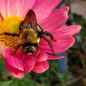 paulalovescats3 avatar