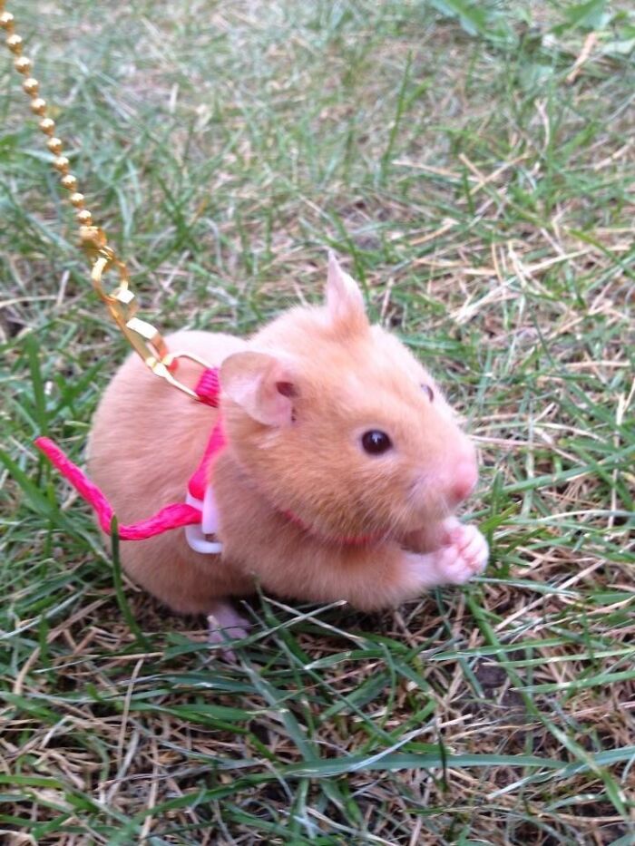 My Hamster Out For A Walk