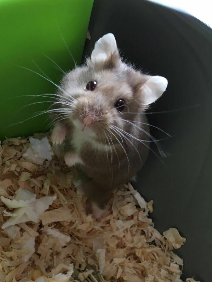 My GF's Russian Dwarf Hamster, Chewie
