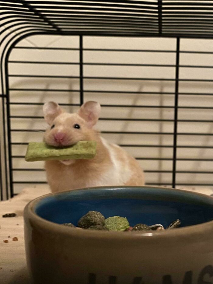 Brown hamster looking and eating